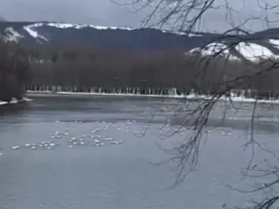 В Башкирию прилетели лебеди: Стая отдыхает перелета на реке Белой
